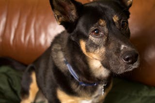 Raising a Happy Black Lab Shepherd Mix Puppy Successfully