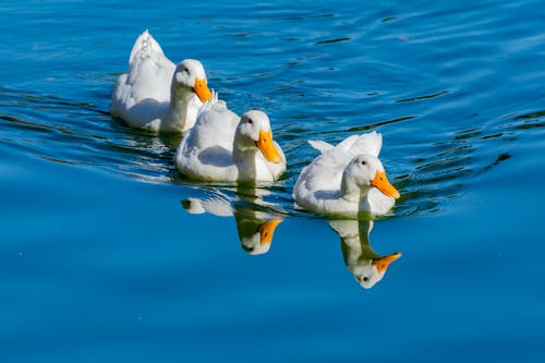 Patos domésticos