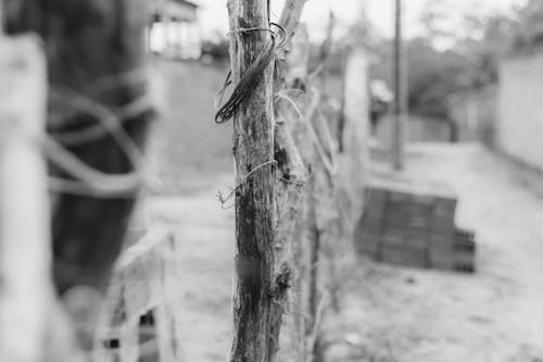 Ingyenes stockfotó fa, fekete-fehér, kerítés témában