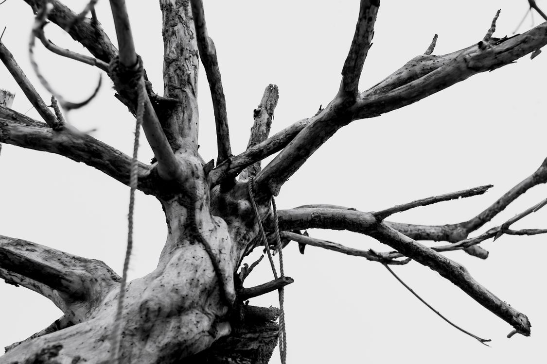 Frayed Rope Tree Ropes Tied to Eroded Tree · Free Stock Photo