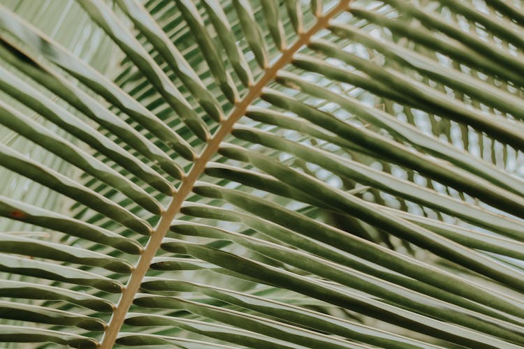 Long, Thin Leaves Of Plant