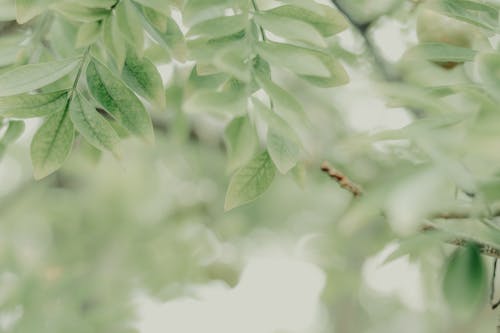 Бесплатное стоковое фото с ветви, выборочный фокус, дерево