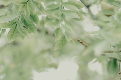 Green Leaves on Tree