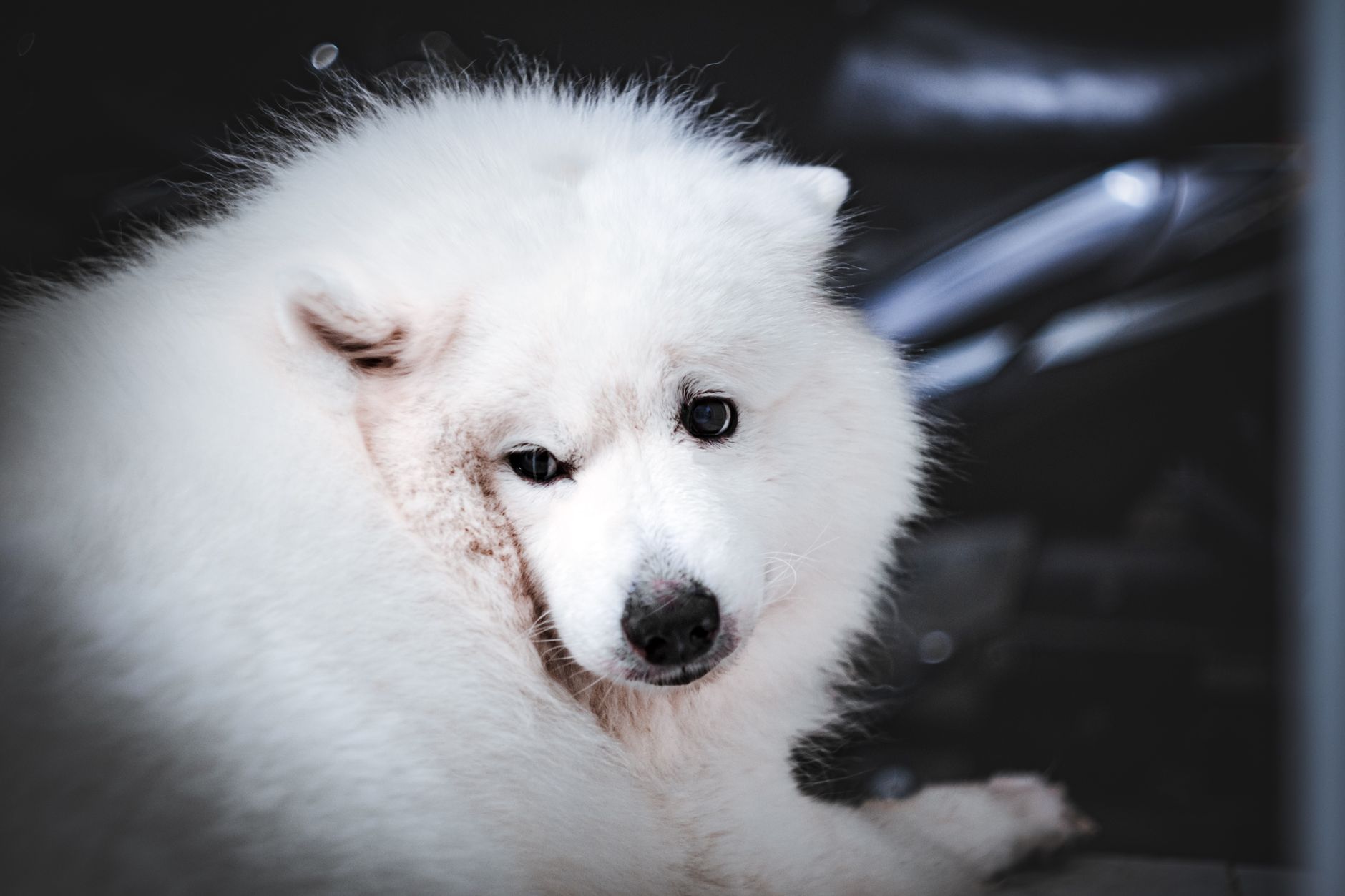 Charming Samoyed dog with fluffy white coat looking back, perfect for pet photography needs.