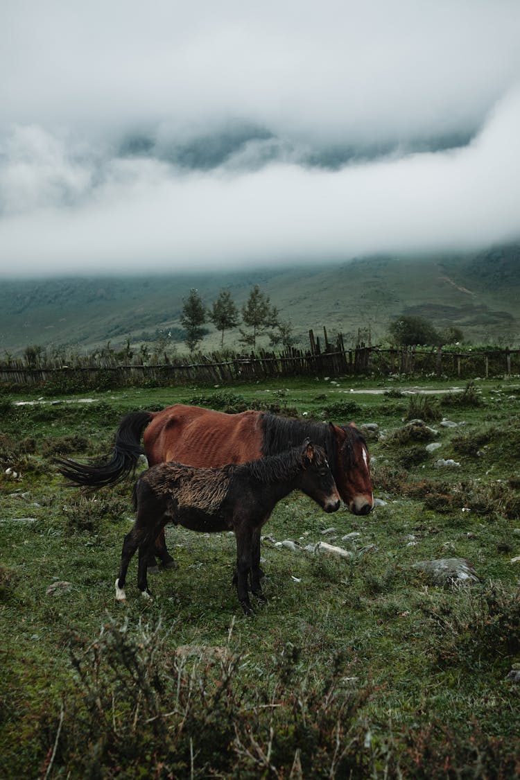 Horses On Farm Under Cloudy Sky