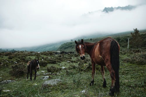 Kostenloses Stock Foto zu außerorts, grasfläche, pferde