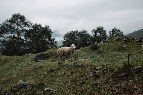丘陵, 動物攝影, 哺乳動物 的 免費圖庫相片