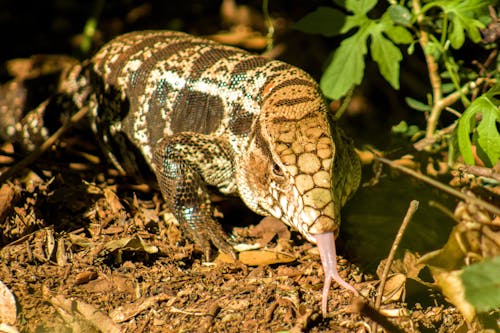 Close Up of Lizard