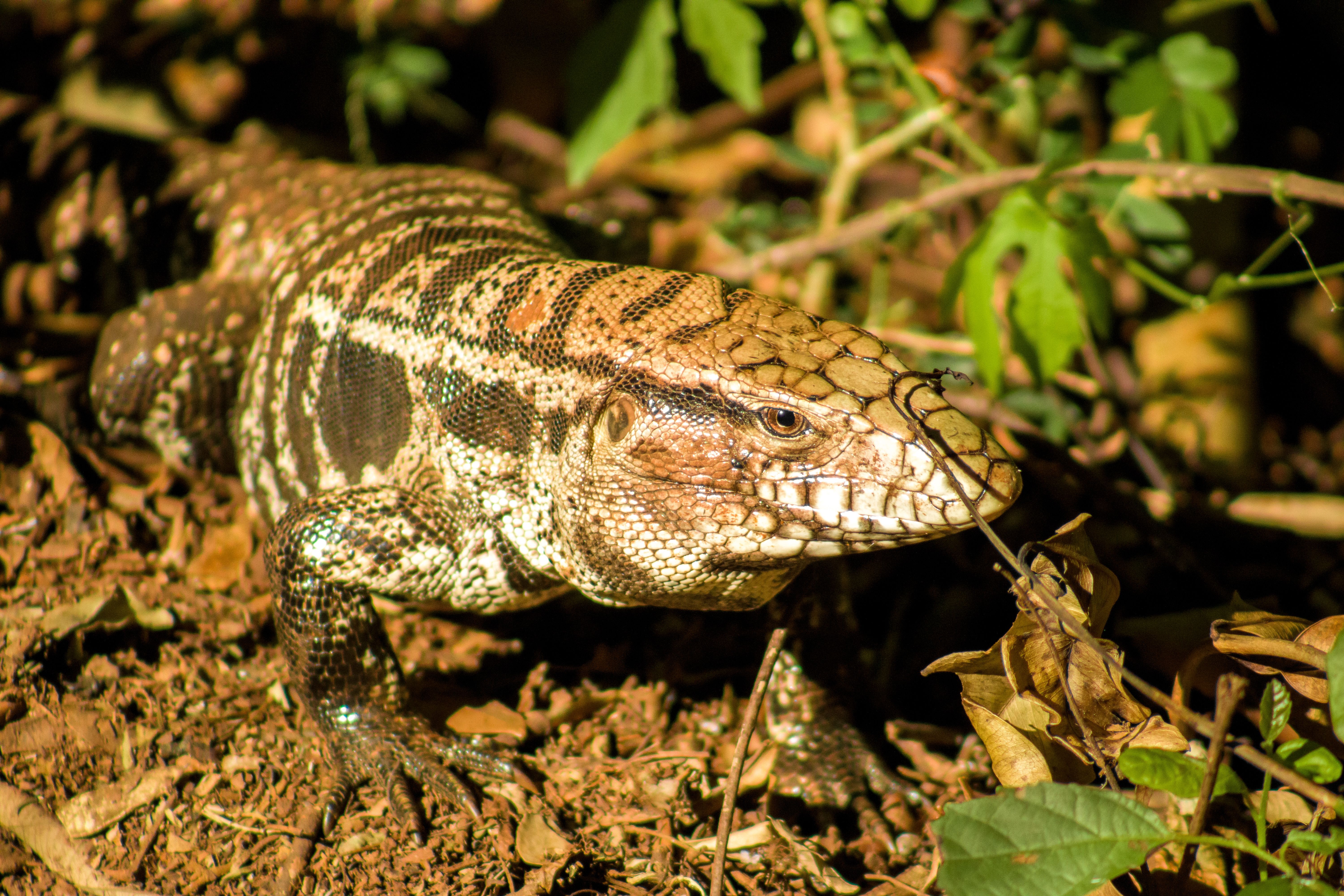 Detailed image of a lizard in its natural habitat, showcasing camouflage and intricate patterns.