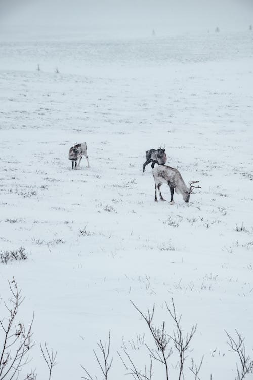 Foto d'estoc gratuïta de fotografia d'animals, fotografia de la vida salvatge, hivern