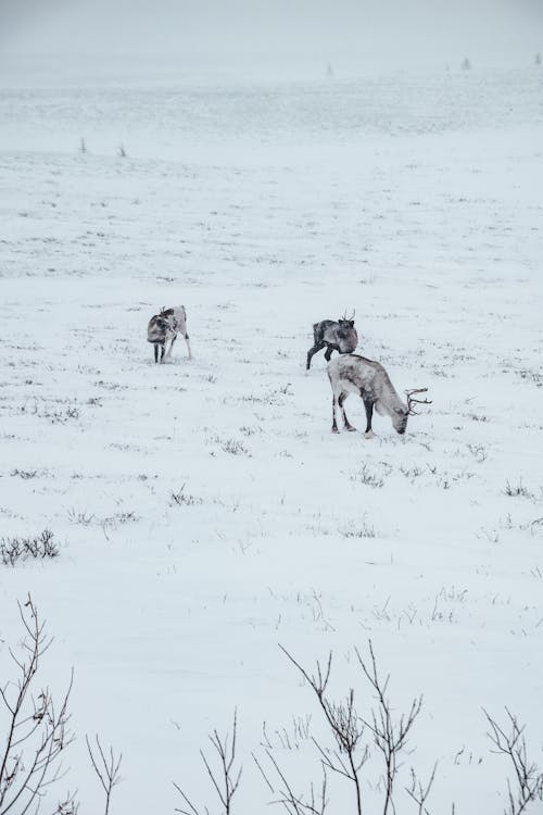 Three Reindeers in Snowy Scenery