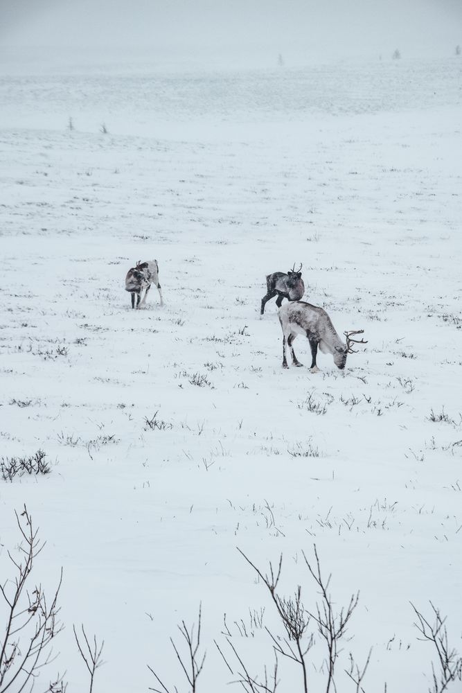 Reindeer Images Photos, Download The BEST Free Reindeer Images Stock ...