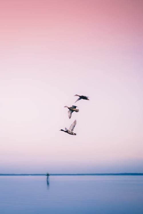 Birds in Flight over Sea at Dawn