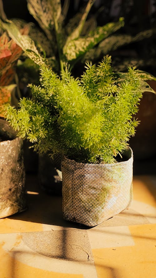 Plant in Flowerpot on Floor