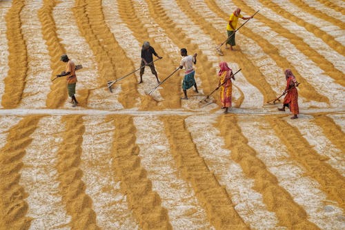 People Working with Drying Rice