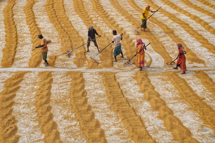 People Working With Drying Rice