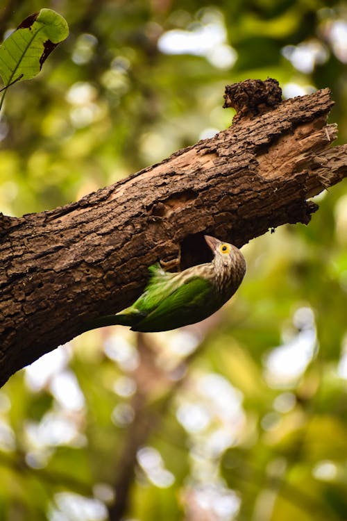 Foto profissional grátis de ave, fotografia da vida selvagem, Papel de parede 4K