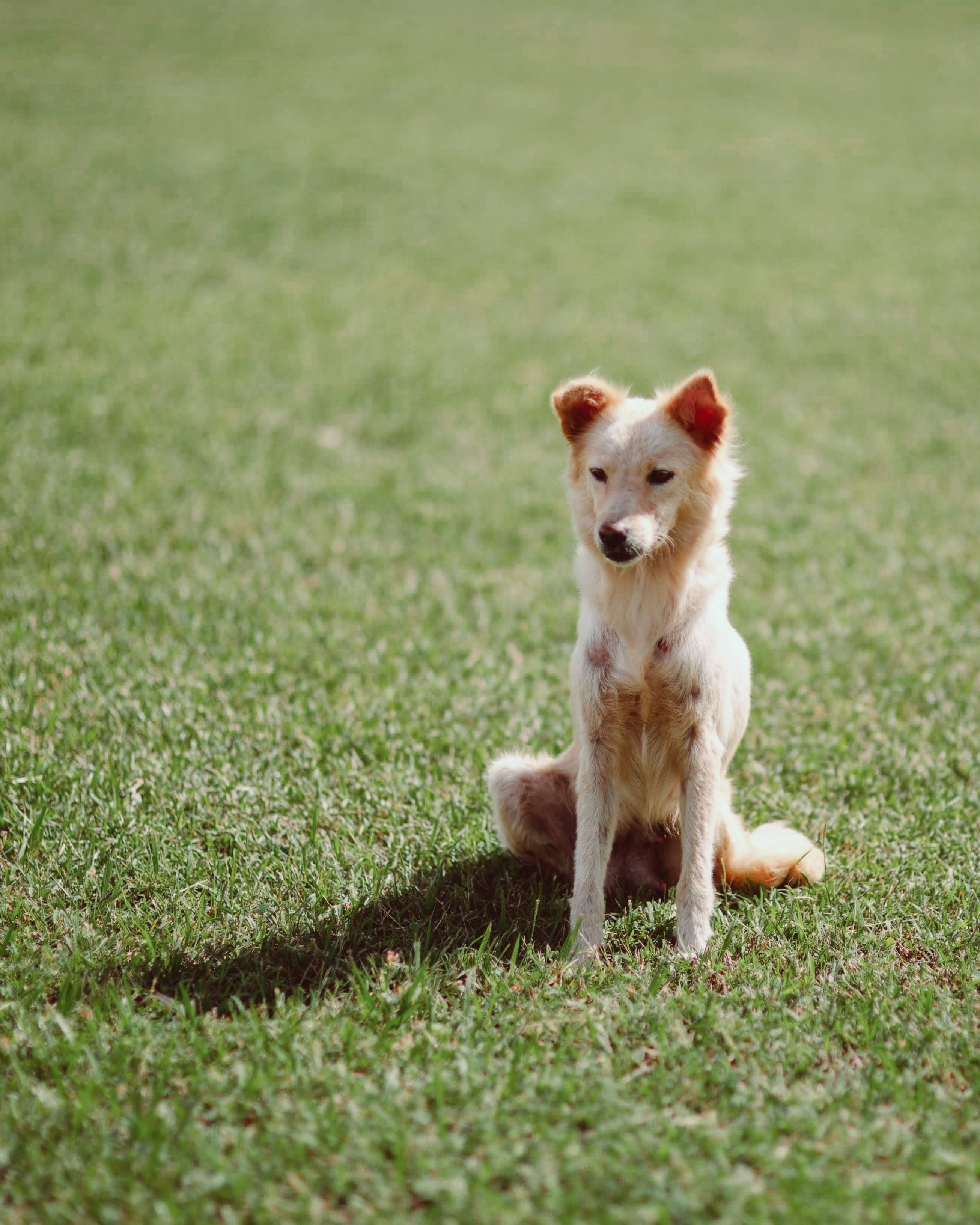 Cute Dog Sitting on Grass · Free Stock Photo