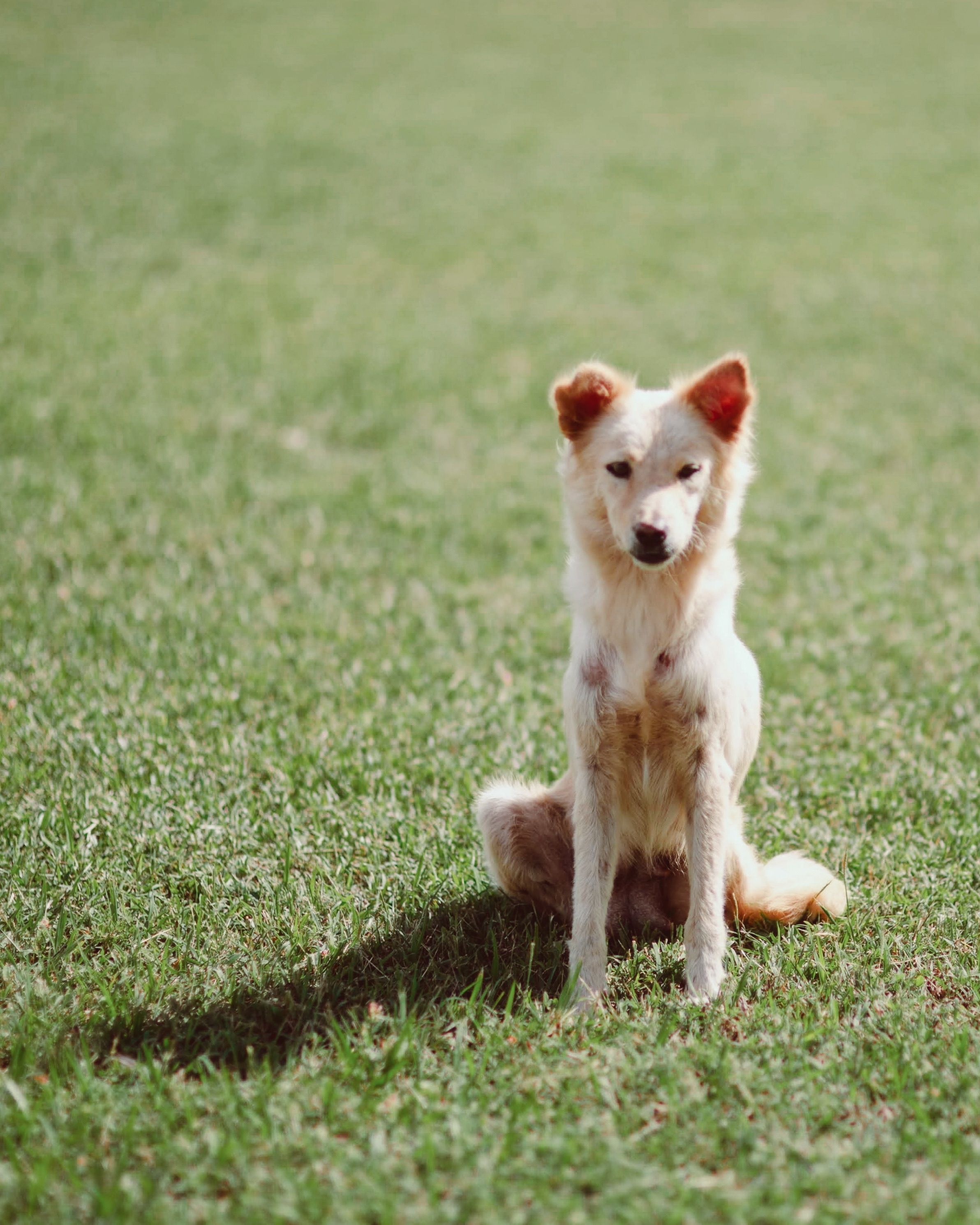 Cute white dog sitting on a lawn, perfect for animal lovers and pet care themes.