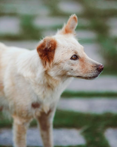 Foto stok gratis anjing, cute, fotografi binatang