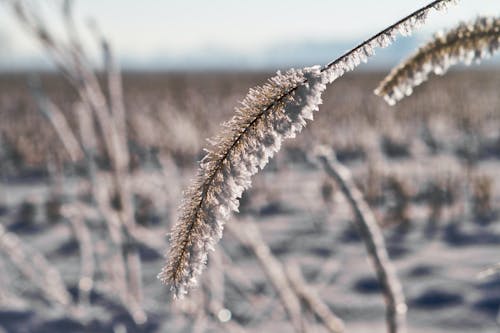 Kostenloses Stock Foto zu eis, frost, gefroren