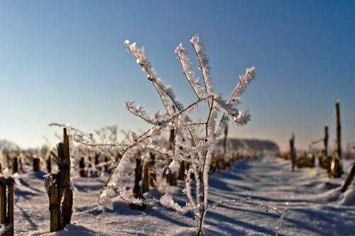 Gratis lagerfoto af forkølelse, frossen, frost