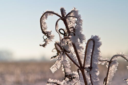 Kostenloses Stock Foto zu eis, frost, gefroren