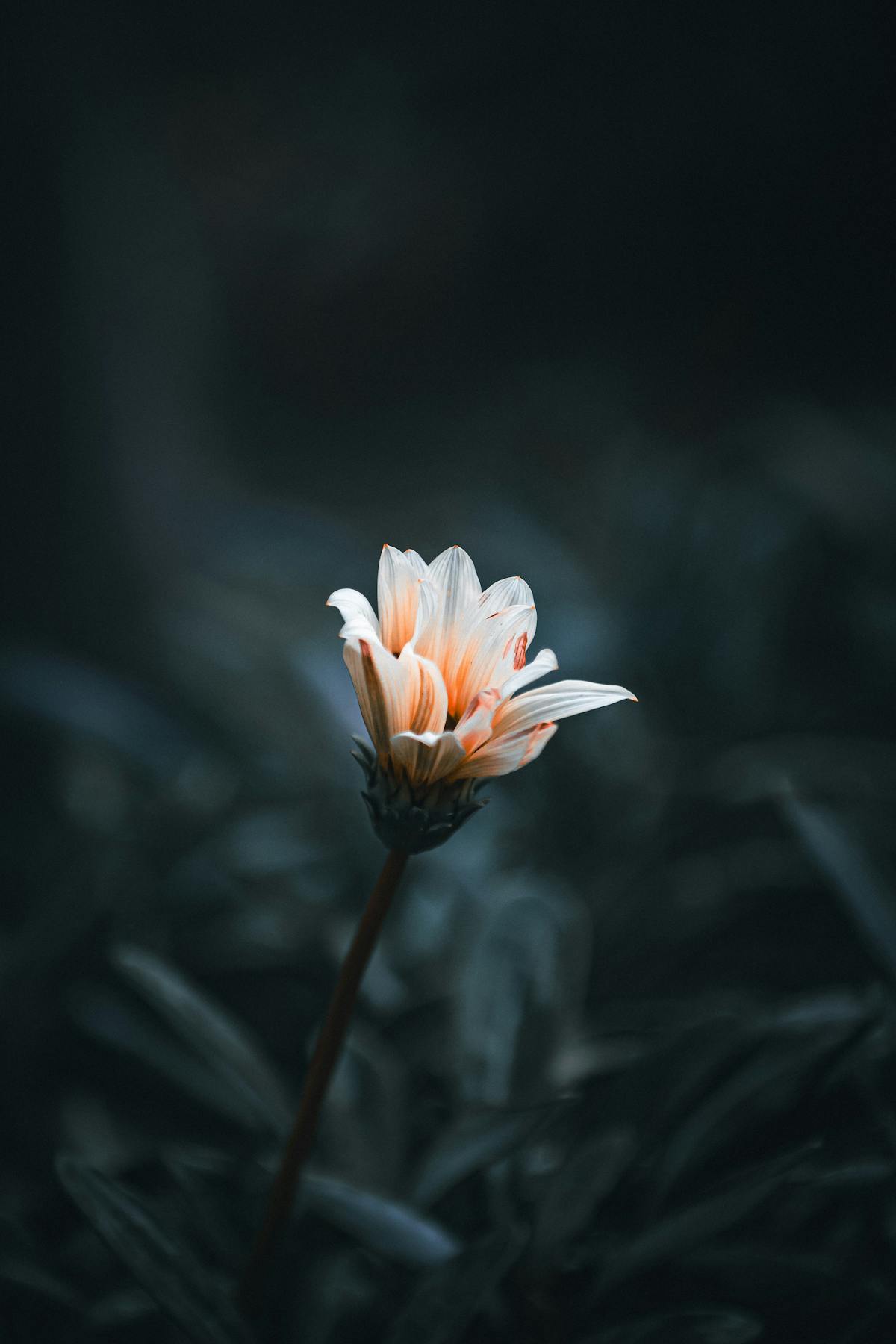 70.000+ Foto Wallpaper 2k Terbaik · Unduh Gratis 100% · Foto Stok Pexels
