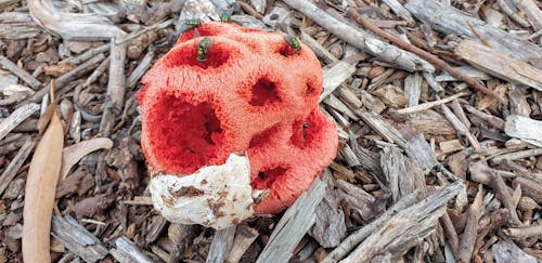 Lattice Staghorn Fungus