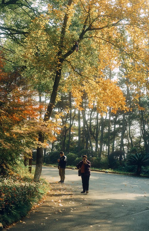 下落, 休閒, 公園 的 免费素材图片