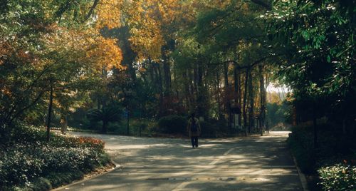 Free A peaceful autumn scene in a park with a lone walker on a sunlit path. Stock Photo