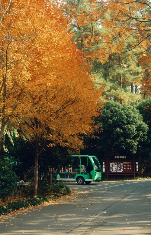 Free A serene autumn park scene with a green tour vehicle on a tree-lined road. Stock Photo