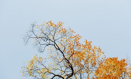 Free A low-angle view of autumn leaves on a tree branch against a clear blue sky. Stock Photo