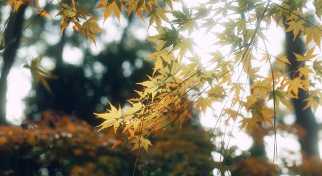 Golden autumn leaves on maple branches illuminated by sunlight in a serene outdoor setting.