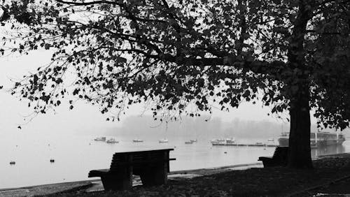 Tree and Empty Bench on Lakeshore under Fog