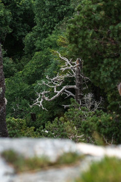 Darmowe zdjęcie z galerii z gałęzie, las, nagie drzewo