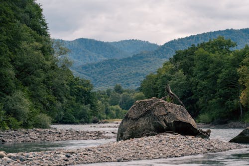강, 나무, 락의 무료 스톡 사진