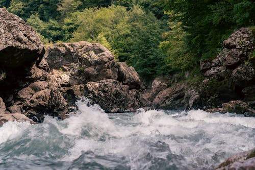 강, 나무, 물결 모양의 무료 스톡 사진