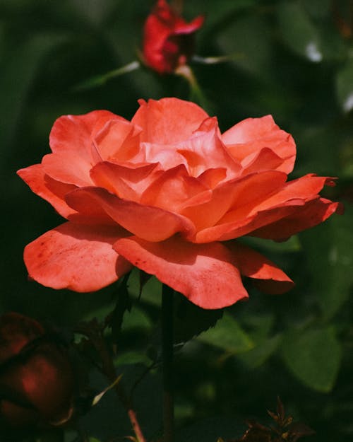 Lush Red Blooming Rose Flower
