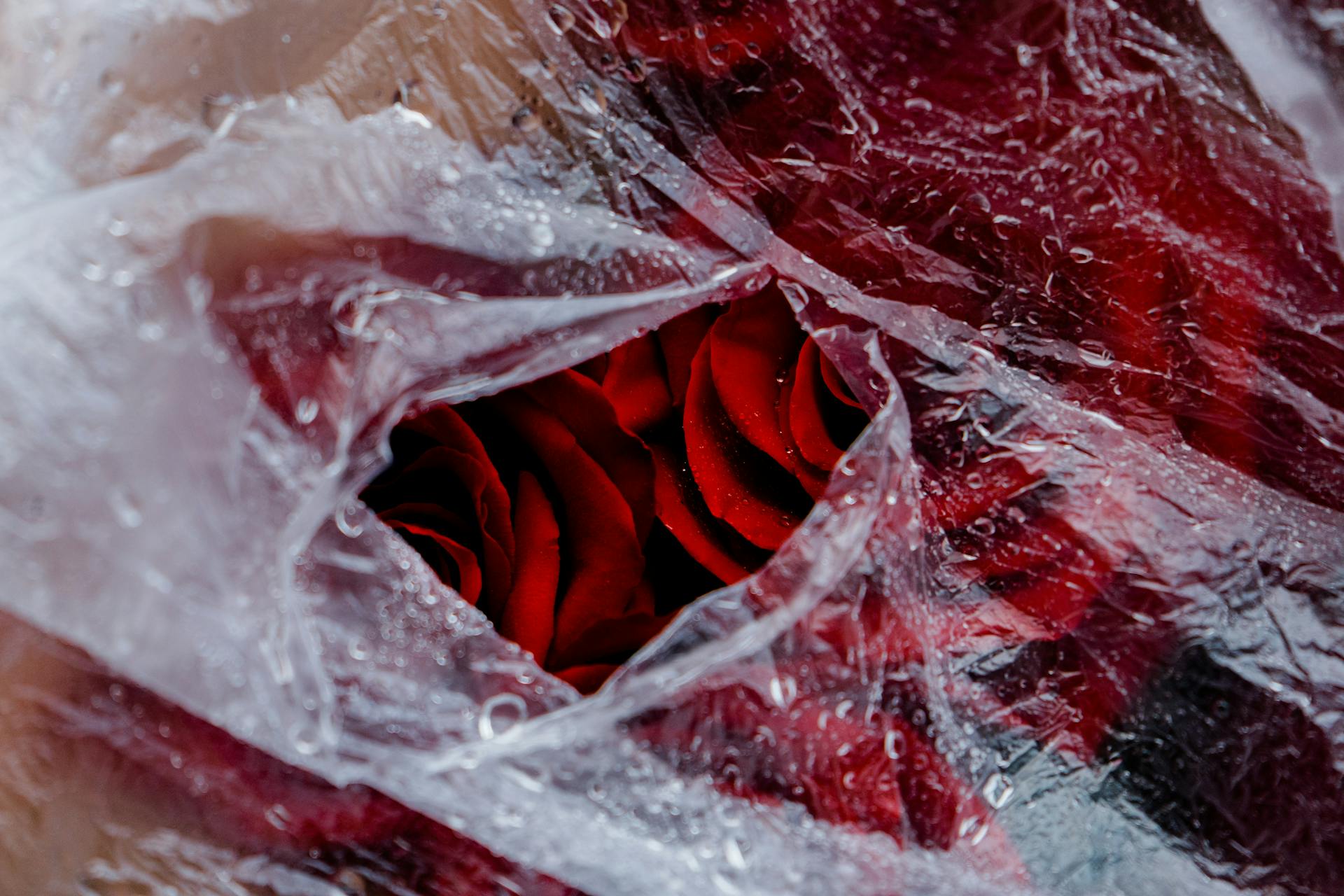 Close-up of vibrant red roses wrapped in a clear plastic sheet with visible water droplets.