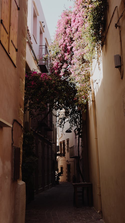 Flowering Vines over a Narrow Alley Between Townhouses