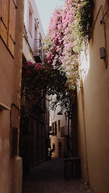 Flowering Vines over a Narrow Alley Between Townhouses