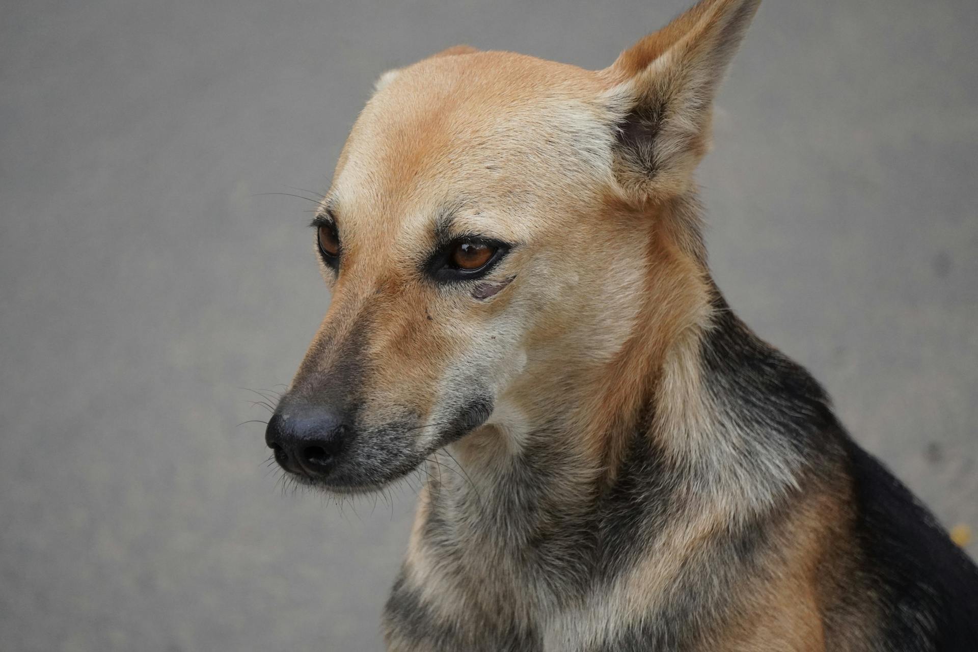 Sitting German Shepherd