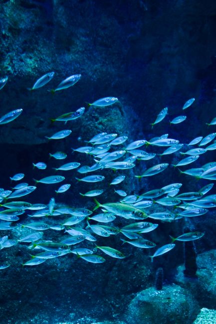 Vibrant school of fish swimming underwater in İstanbul, Türkiye's aquamarine depths.