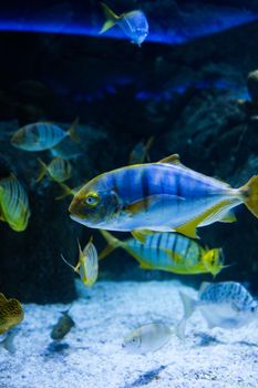 Vibrant golden trevally and other exotic fish in İstanbul's aquarium, showcasing marine beauty.