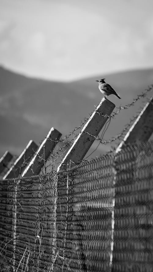 Small Bird Sitting on a Chain-link Fence with Barbed Wire