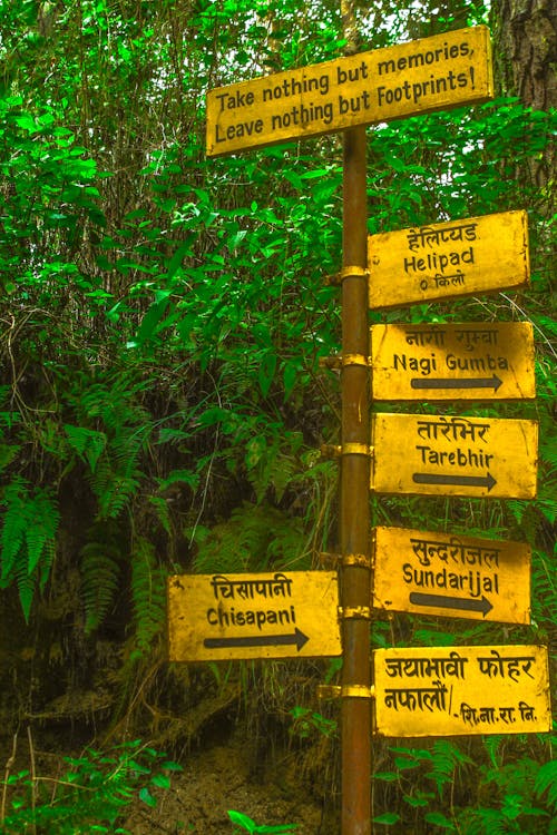 Ingyenes stockfotó dzsungel, földes út, gondolatok témában