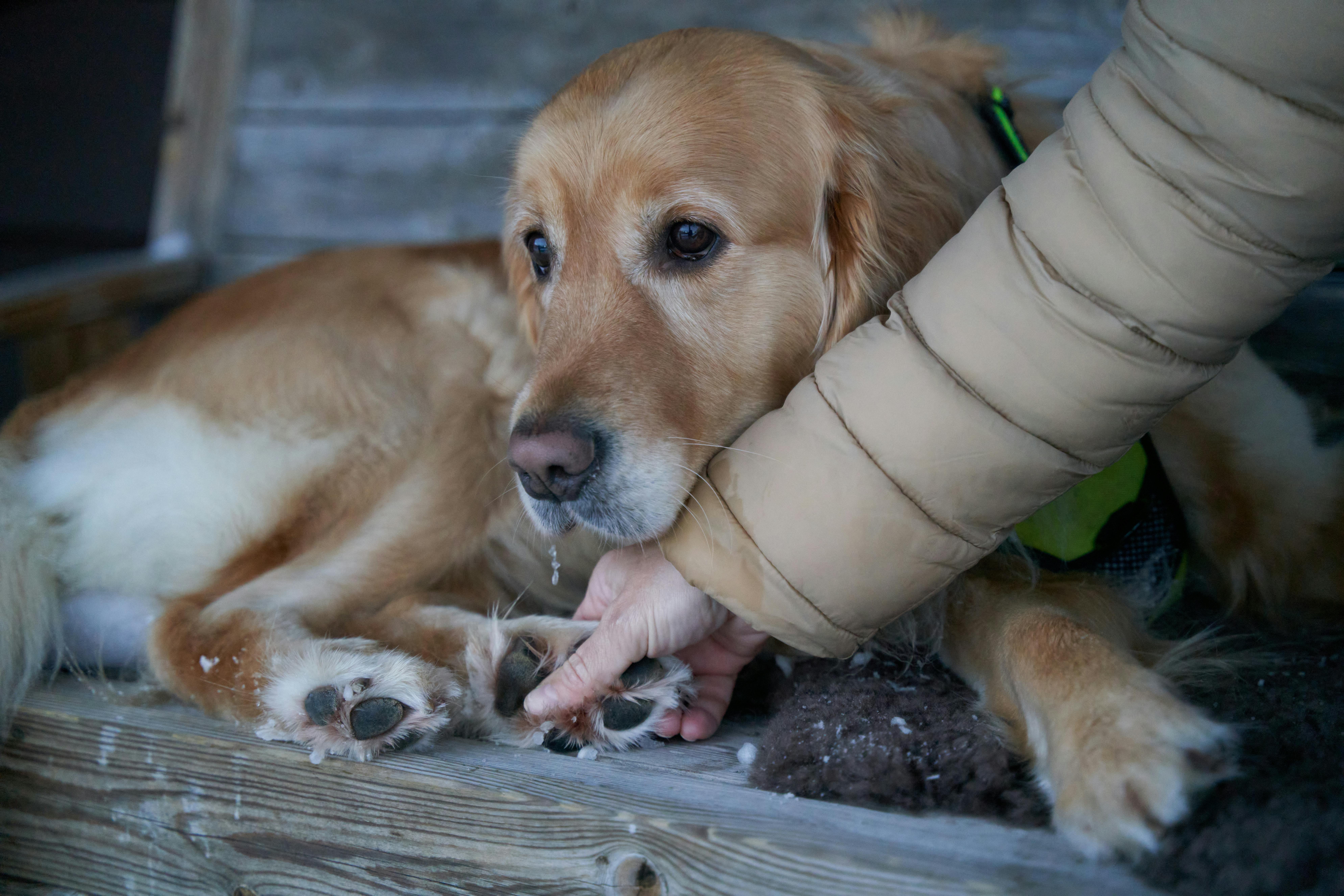 Golden Retriever on Wooden Bench · Free Stock Photo