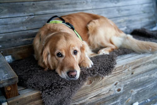 Foto profissional grátis de animal de estimação, cachorro, cansado