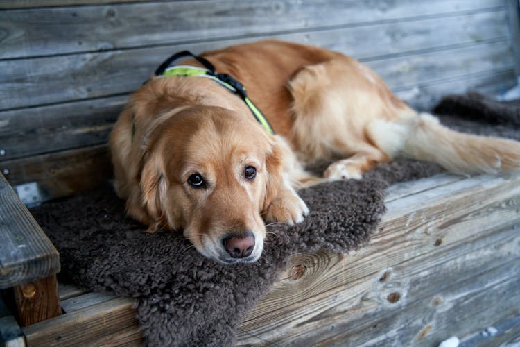 Tired Golden Retriever